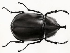 Scarab_Beetle_by_MedIllin